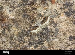 Attēlu rezultāti vaicājumam “Epirrhoe tristata imago”