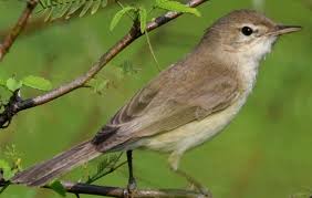 Image result for Hippolais caligata