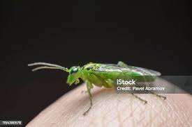 Attēlu rezultāti vaicājumam “Rhogogaster viridis”