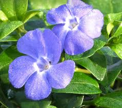 Attēlu rezultāti vaicājumam “Vinca minor”