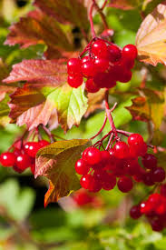 Attēlu rezultāti vaicājumam “Viburnum opulus fruit”