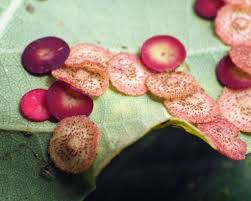 Attēlu rezultāti vaicājumam “Neuroterus albipes”