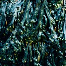 Attēlu rezultāti vaicājumam “Riccia canaliculata”