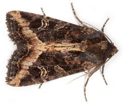 Attēlu rezultāti vaicājumam “Celaena leucostigma”