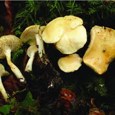 Attēlu rezultāti vaicājumam “Hydnum sp.”