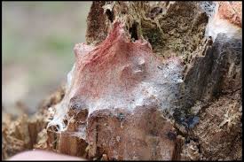 Attēlu rezultāti vaicājumam “Fuligo septica cf. rufa spores”