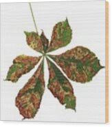 Attēlu rezultāti vaicājumam “Cameraria ohridella”