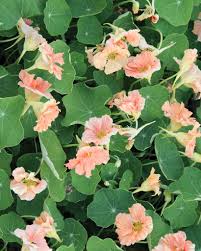 Image result for Tropaeolum majus
