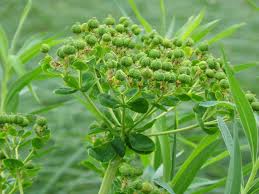 Attēlu rezultāti vaicājumam “Euphorbia palustris leaf”