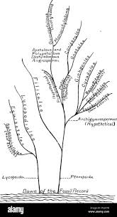 Attēlu rezultāti vaicājumam “Pteropsida”