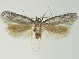 Attēlu rezultāti vaicājumam “Scythrididae”