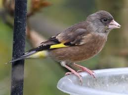 Attēlu rezultāti vaicājumam “Chloris chloris”