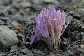 Attēlu rezultāti vaicājumam “Ramariopsis pulchella”