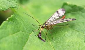 Attēlu rezultāti vaicājumam “Panorpa communis”