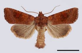 Attēlu rezultāti vaicājumam “Amphipoea”