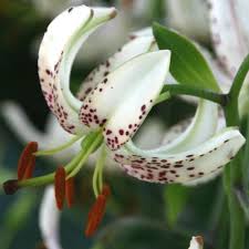 Image result for Lilium martagon `Chameleon`