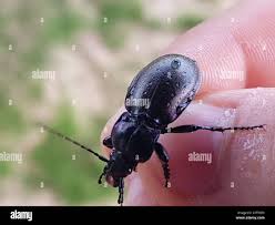 Attēlu rezultāti vaicājumam “Carabus nemoralis”