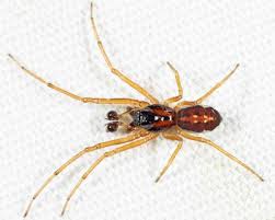 Attēlu rezultāti vaicājumam “Tetragnathidae”