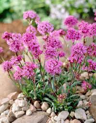 Attēlu rezultāti vaicājumam “Trichia alpina”