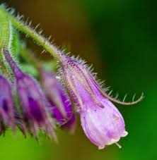 Attēlu rezultāti vaicājumam “Symphytum officinale flower”
