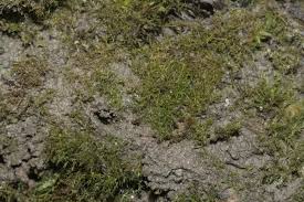 Attēlu rezultāti vaicājumam “Dicranella staphylina”