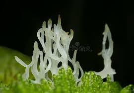 Attēlu rezultāti vaicājumam “Lentaria sp.”