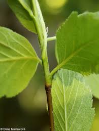 Attēlu rezultāti vaicājumam “Sorbus hybrida”