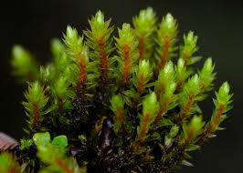 Attēlu rezultāti vaicājumam “Bryum pseudotriquetrum”
