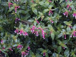 Image result for Cuphea ignea