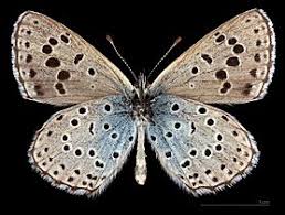 Attēlu rezultāti vaicājumam “Phengaris arion upperside”