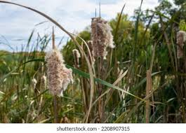 Attēlu rezultāti vaicājumam “Typha latifolia fruit”