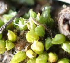 Attēlu rezultāti vaicājumam “Acaulon muticum”