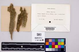 Attēlu rezultāti vaicājumam “Calicium viride”