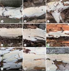 Attēlu rezultāti vaicājumam “Sidera lenis”