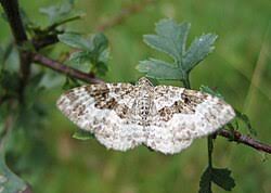 Attēlu rezultāti vaicājumam “Epirrhoe alternata”