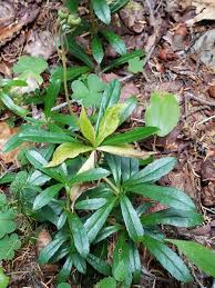 Attēlu rezultāti vaicājumam “Chimaphila umbellata leaf”