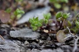 Attēlu rezultāti vaicājumam “Stellaria pallida”