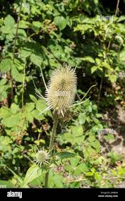 Attēlu rezultāti vaicājumam “Dipsacaceae”