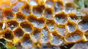 Attēlu rezultāti vaicājumam “Oligonema sp.”