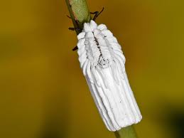 Attēlu rezultāti vaicājumam “Orthezia urticae”