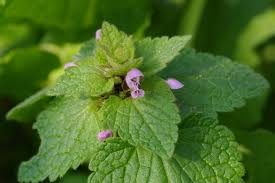 Attēlu rezultāti vaicājumam “Lamium purpureum leaf”