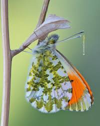 Attēlu rezultāti vaicājumam “Anthocharis cardamines”