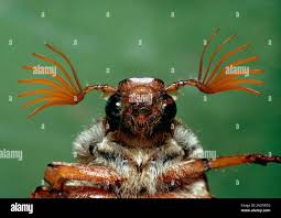 Attēlu rezultāti vaicājumam “Melolontha melolontha”