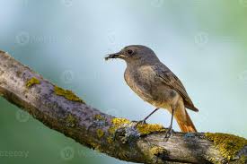 Attēlu rezultāti vaicājumam “Phoenicurus ochruros female”