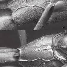 Attēlu rezultāti vaicājumam “Diderma cinereum spores”