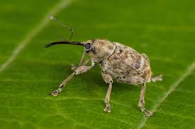 Attēlu rezultāti vaicājumam “Curculio venosus”