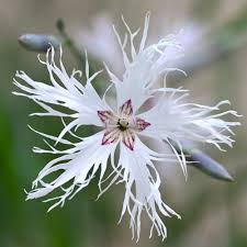 Attēlu rezultāti vaicājumam “Dianthus arenarius”