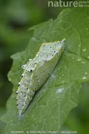 Attēlu rezultāti vaicājumam “Pieris brassicae”