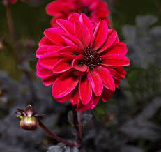 Image result for Dahlia x pinnata `Redskin`