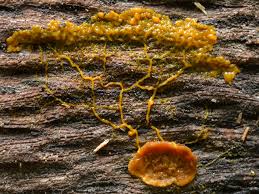 Attēlu rezultāti vaicājumam “Didymium crustaceum plasmodium”